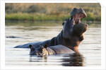 Hippopotamus yawning by Anonymous