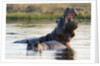 Hippopotamus yawning by Anonymous