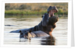 Hippopotamus yawning by Anonymous