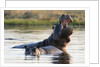 Hippopotamus yawning by Anonymous