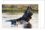 Hippopotamus yawning by Anonymous