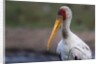 Yellow-billed stork by Anonymous