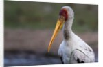 Yellow-billed stork by Anonymous