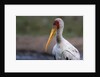 Yellow-billed stork by Anonymous