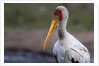 Yellow-billed stork by Anonymous