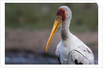 Yellow-billed stork by Anonymous