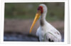 Yellow-billed stork by Anonymous
