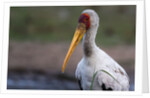 Yellow-billed stork by Anonymous