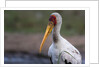 Yellow-billed stork by Anonymous