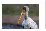 Yellow-billed stork by Anonymous