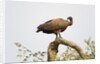 White-backed vulture perching by Anonymous
