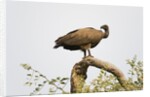 White-backed vulture perching by Anonymous