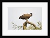 White-backed vulture perching by Anonymous