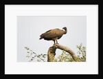 White-backed vulture perching by Anonymous