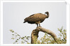 White-backed vulture perching by Anonymous