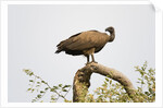 White-backed vulture perching by Anonymous