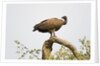 White-backed vulture perching by Anonymous