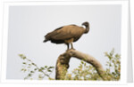 White-backed vulture perching by Anonymous