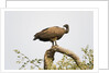 White-backed vulture perching by Anonymous