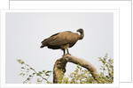 White-backed vulture perching by Anonymous