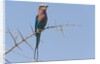 Lilac-breasted roller by Anonymous