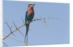 Lilac-breasted roller by Anonymous