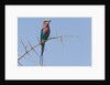 Lilac-breasted roller by Anonymous