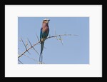 Lilac-breasted roller by Anonymous