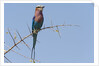 Lilac-breasted roller by Anonymous
