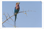 Lilac-breasted roller by Anonymous