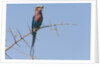 Lilac-breasted roller by Anonymous