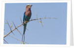 Lilac-breasted roller by Anonymous