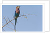Lilac-breasted roller by Anonymous