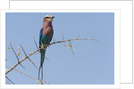 Lilac-breasted roller by Anonymous