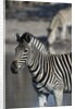 Zebra by Anonymous