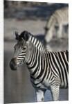 Zebra by Anonymous