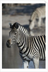 Zebra by Anonymous