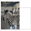 Zebra by Anonymous
