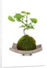 bonsai by Anonymous