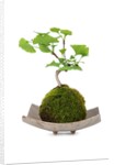 bonsai by Anonymous
