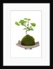 bonsai by Anonymous