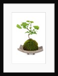 bonsai by Anonymous