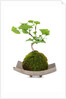 bonsai by Anonymous