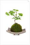 bonsai by Anonymous