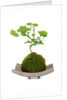 bonsai by Anonymous