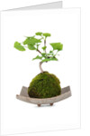 bonsai by Anonymous