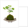 bonsai by Anonymous