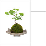 bonsai by Anonymous