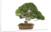bonsai by Anonymous