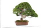 bonsai by Anonymous